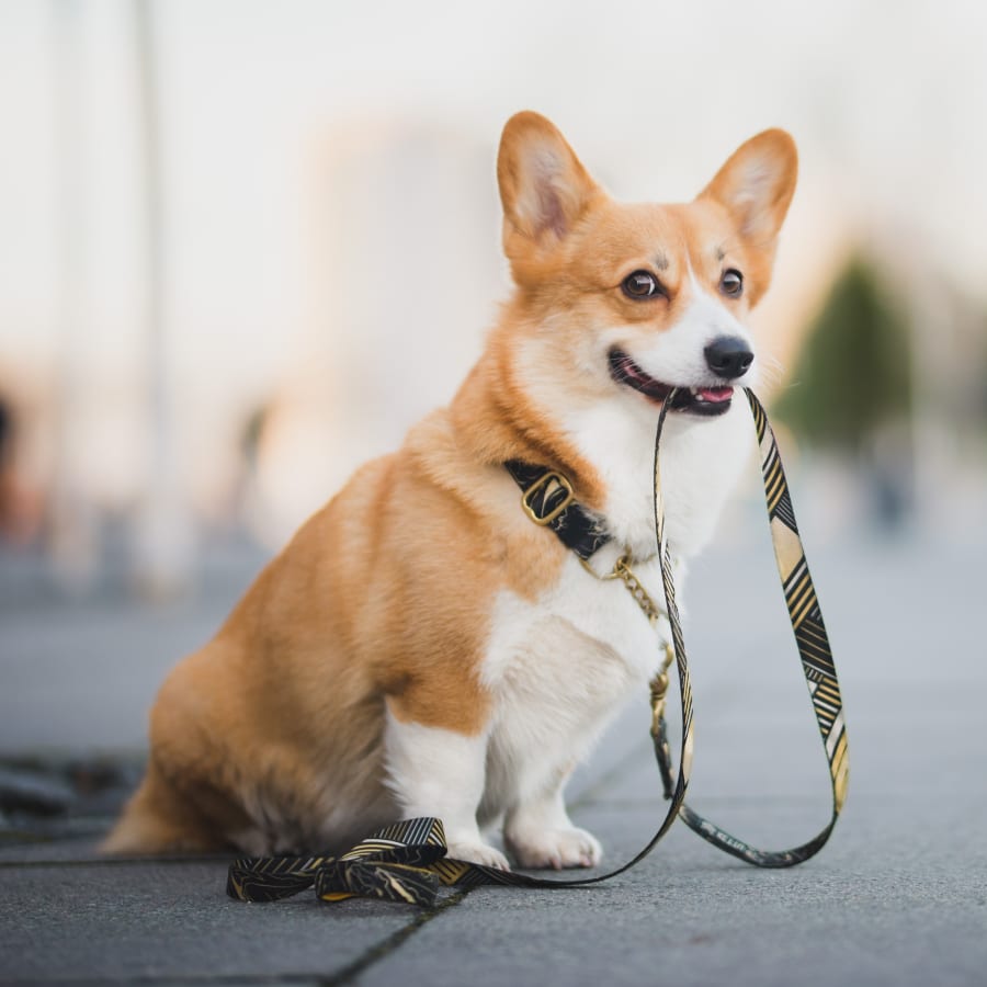 Sweetwater Veterinary Clinic in Santa Clarita