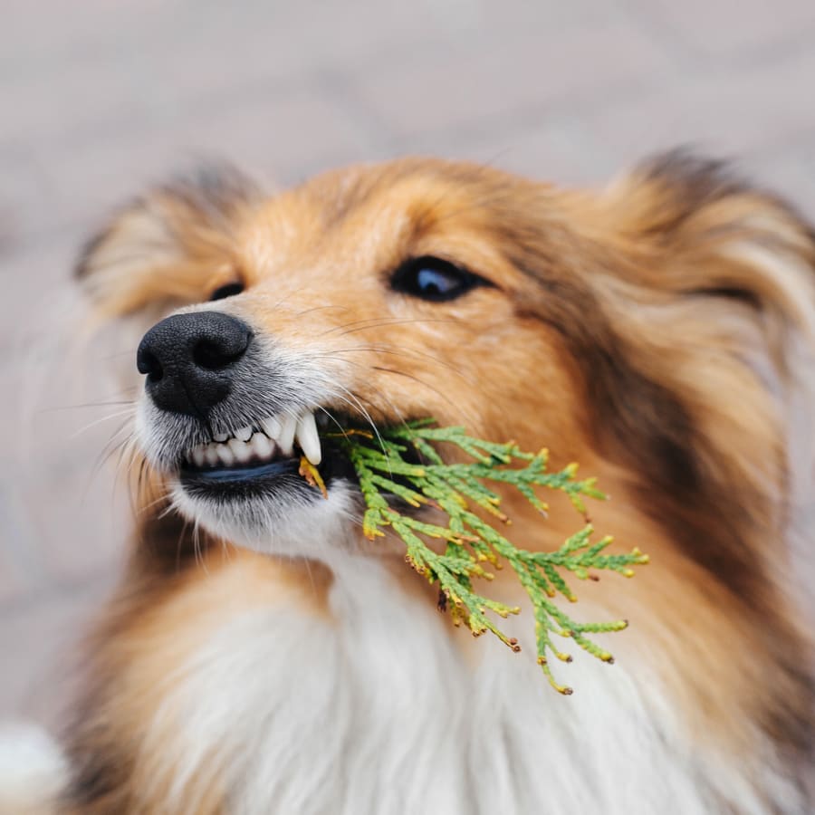 Veterinary Dentistry in Santa Clarita