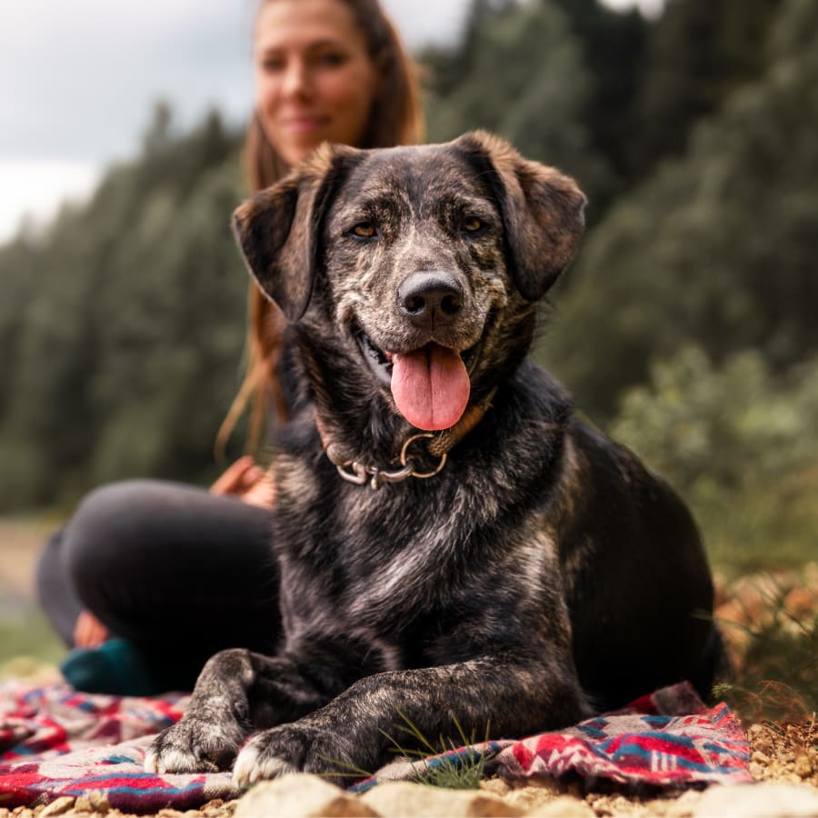 Veterinary Geriatric Care for Dogs & Cats in Santa Clarita