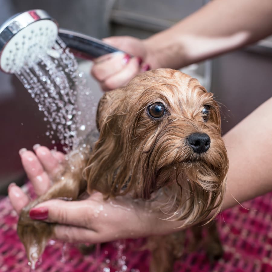 Pet Bathing & Grooming in Santa Clarita Animal Hospital