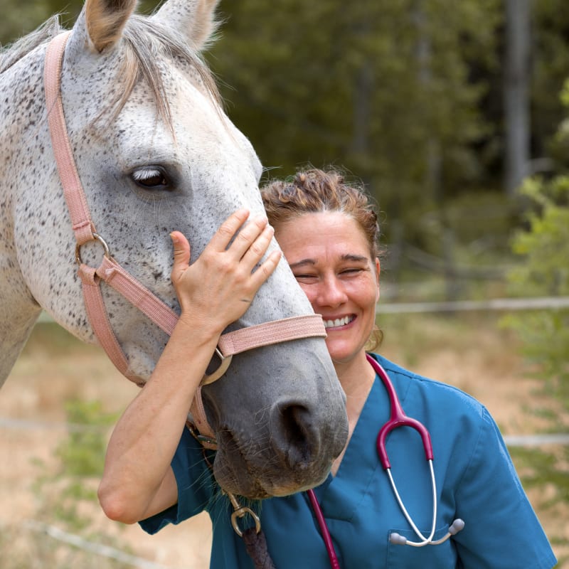 Equine Vet & Large Animal Vet Services, Santa Clarita Vet