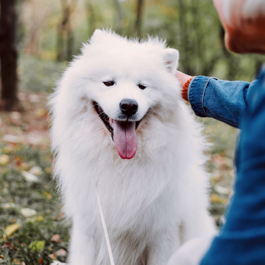 Dog Laser Therapy in Santa Clarita
