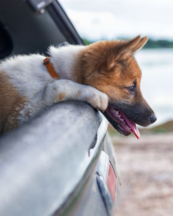 dog on road to animal clinic