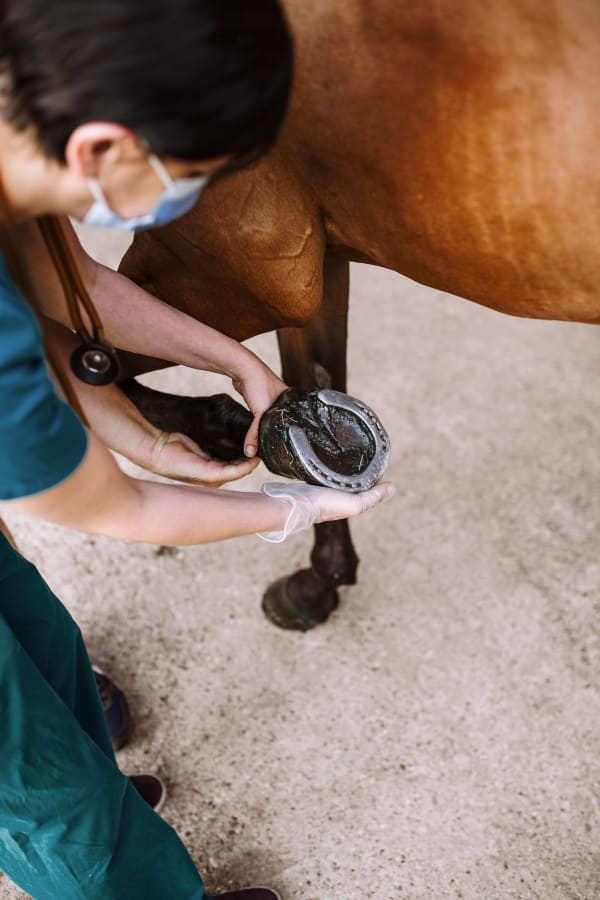 horse at vet clinic