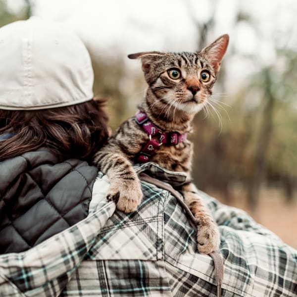cat at vet visit