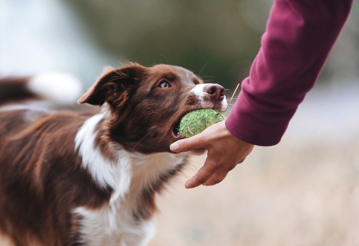 dog at Santa Clarita Animal Hospital